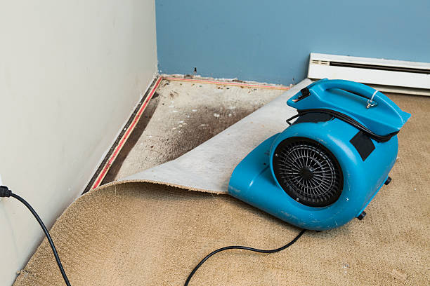 Best Water damage cleanup near me  in Drum Point, MD
